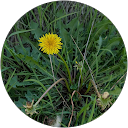 N Sanchez profile picture