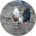 Carlos Velazquez profile picture